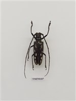 藏品(白條天牛)的圖片